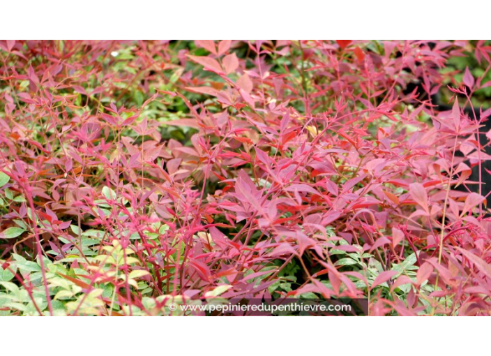 NANDINA domestica 'Obsessed'® NANDINA domestica 'Obsessed'®