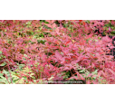 NANDINA domestica 'Obsessed'® NANDINA domestica 'Obsessed'®