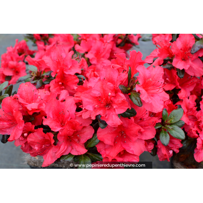 AZALEA japonica 'Johanna'