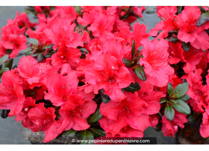 AZALEA japonica 'Johanna'