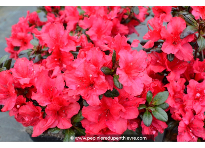 AZALEA japonica 'Johanna'