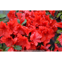 AZALEA japonica 'Santa Maria' (rouge orangé)
AZALEA japonica \'Santa Maria\' (rouge orangé)