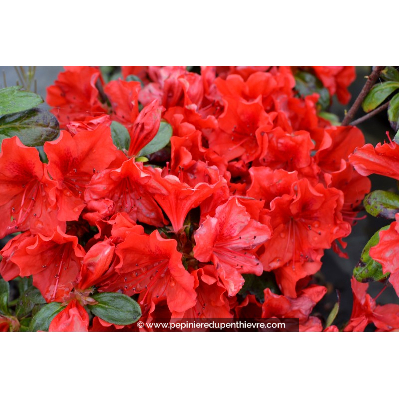 AZALEA japonica 'Santa Maria' (rouge orangé)