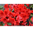 AZALEA japonica 'Santa Maria' (rouge orangé)