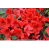 AZALEA japonica \'Santa Maria\' (rouge orangé)