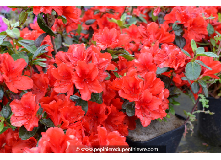 AZALEA japonica 'Santa Maria' (rouge orangé)