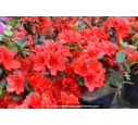 AZALEA japonica 'Santa Maria' (rouge orangé)