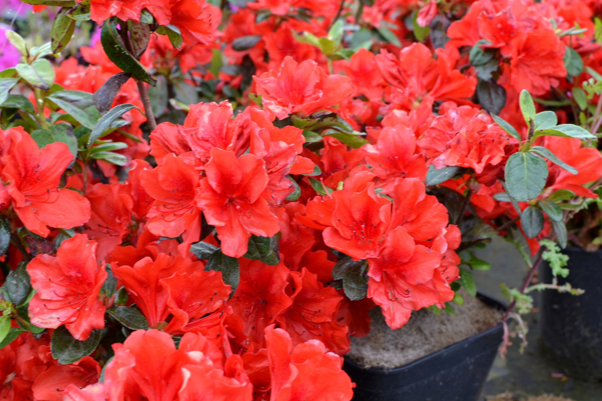 AZALEA 'Santa Maria', azalée rouge orangé La Pépinière du Penthièvre