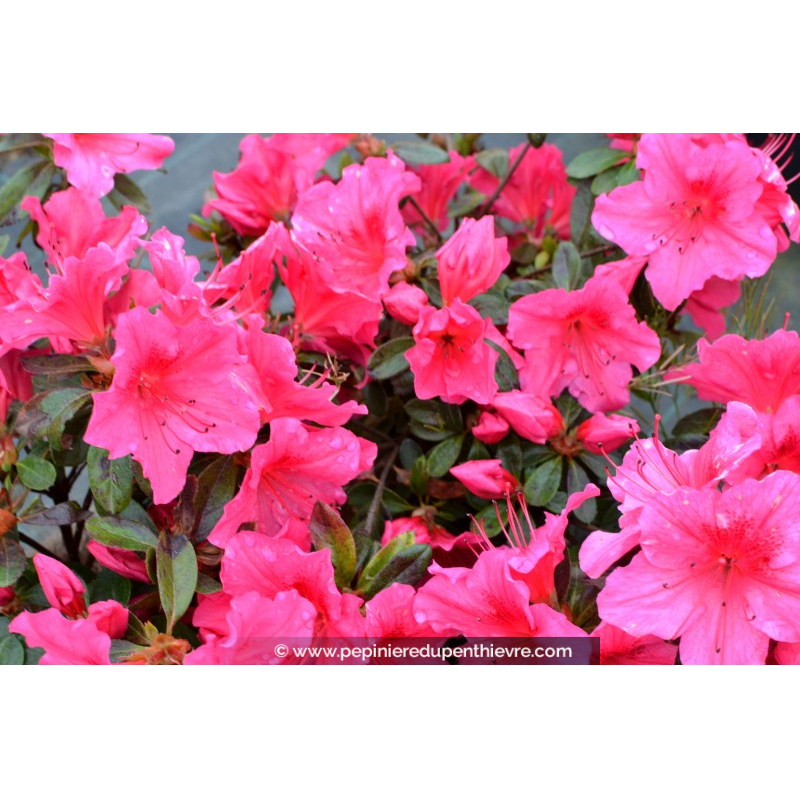 AZALEA japonica 'Vuyk's Rosyred' (rose foncé)