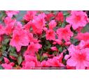 AZALEA japonica 'Vuyk's Rosyred' (rose foncé) AZALEA japonica 'Vuyk's Rosyred' (rose foncé)