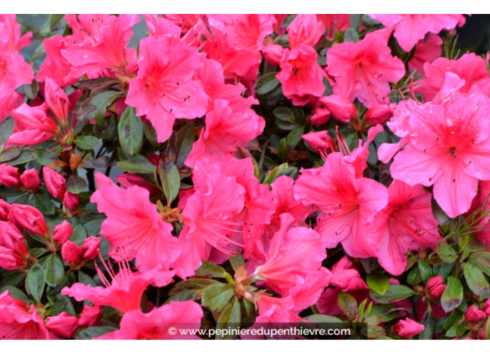 AZALEA japonica 'Vuyk's Rosyred' (rose foncé) AZALEA japonica 'Vuyk's Rosyred' (rose foncé)