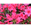 AZALEA japonica 'Vuyk's Rosyred' (rose foncé) AZALEA japonica 'Vuyk's Rosyred' (rose foncé)