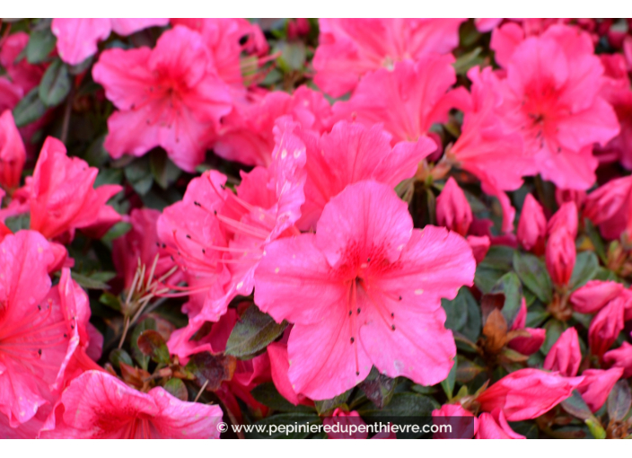 AZALEA japonica 'Vuyk's Rosyred' (rose foncé) AZALEA japonica 'Vuyk's Rosyred' (rose foncé)
