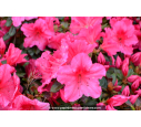 AZALEA japonica 'Vuyk's Rosyred' (rose foncé) AZALEA japonica 'Vuyk's Rosyred' (rose foncé)