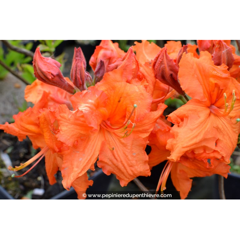 AZALEA mollis 'Gibraltar' (orange)
