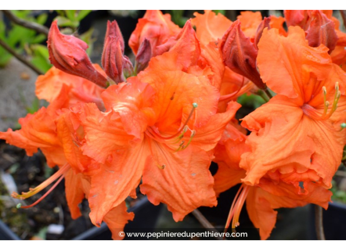 AZALEA mollis 'Gibraltar' (orange)