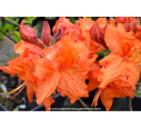 AZALEA mollis 'Gibraltar' (orange) AZALEA mollis 'Gibraltar' (orange)