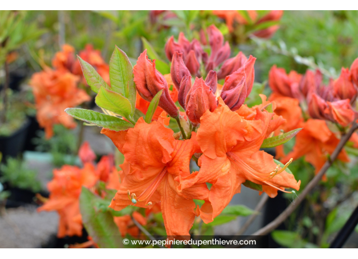 AZALEA mollis 'Gibraltar' (orange) AZALEA mollis 'Gibraltar' (orange)