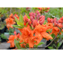 AZALEA mollis 'Gibraltar' (orange) AZALEA mollis 'Gibraltar' (orange)