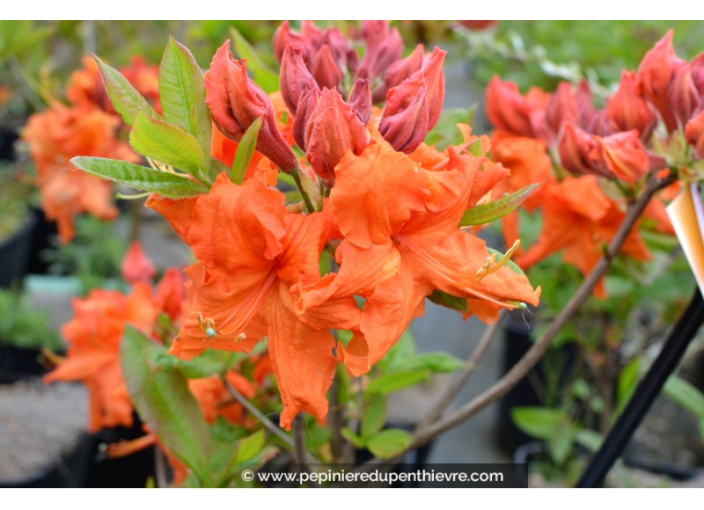 AZALEA mollis 'Gibraltar' (orange) AZALEA mollis 'Gibraltar' (orange)