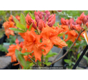 AZALEA mollis 'Gibraltar' (orange) AZALEA mollis 'Gibraltar' (orange)