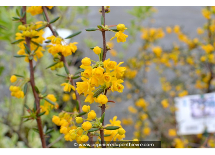 BERBERIS stenophylla