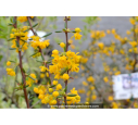 BERBERIS stenophylla