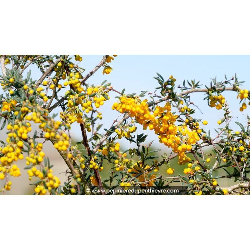 BERBERIS stenophylla