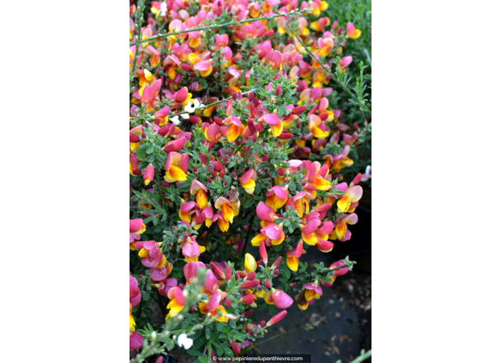 CYTISUS scoparius 'La Coquette'