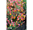 CYTISUS scoparius 'La Coquette'