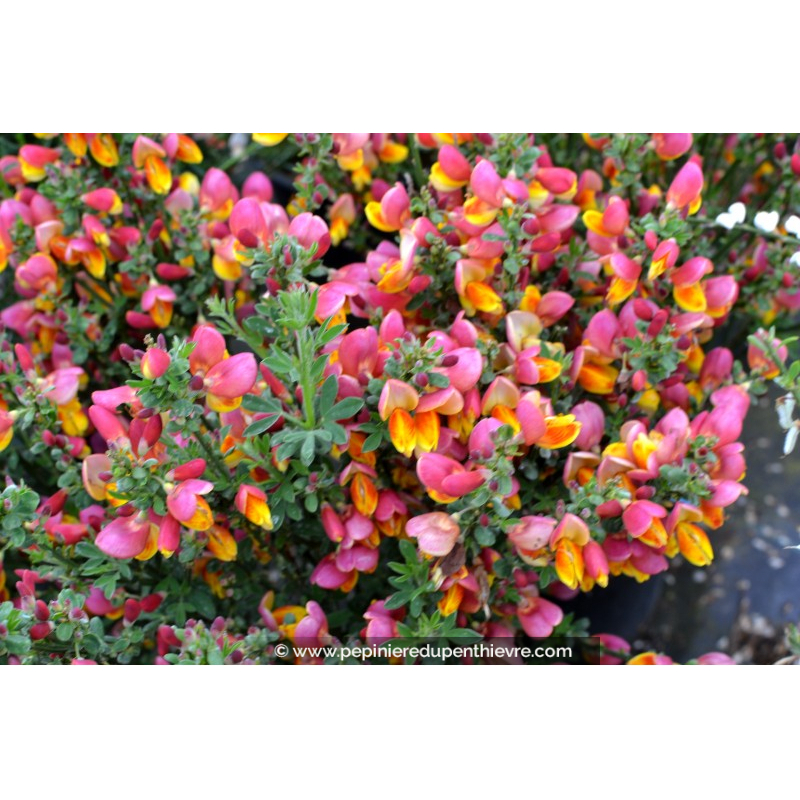 CYTISUS scoparius 'La Coquette'