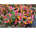 CYTISUS scoparius 'La Coquette'