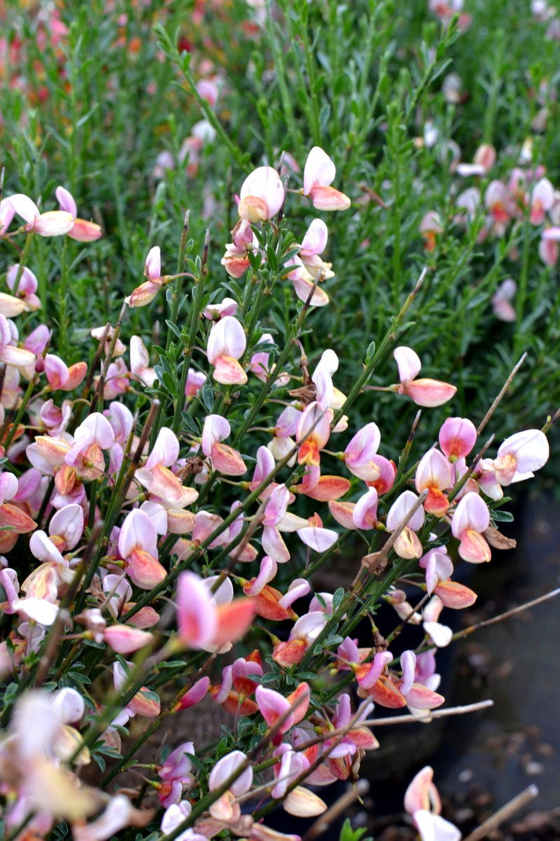 CYTISUS × boskoopii 'Zeelandia' genêt coloré La Pépinière du Penthièvre