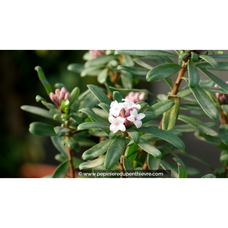 DAPHNE transatlantica 'Eternal Fragrance'