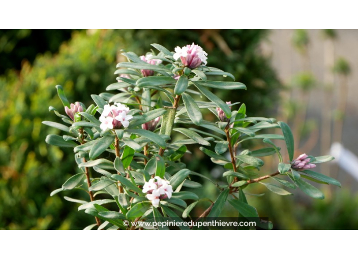 DAPHNE transatlantica 'Eternal Fragrance'