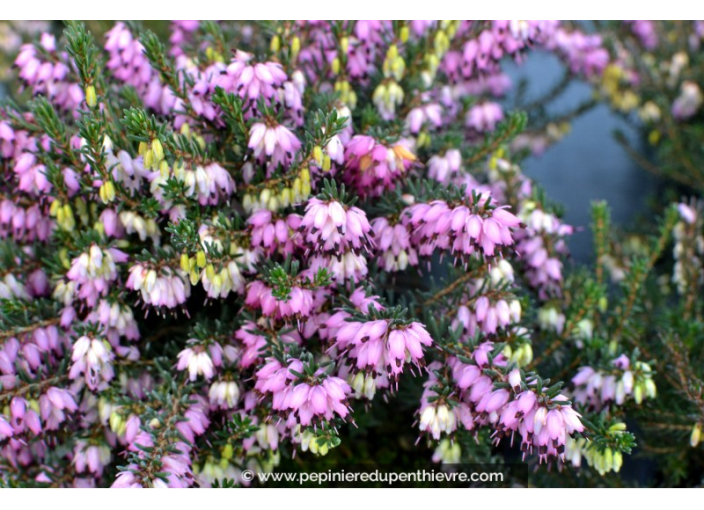 ERICA x darleyensis 'Furzey'