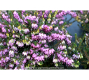 ERICA x darleyensis 'Furzey'