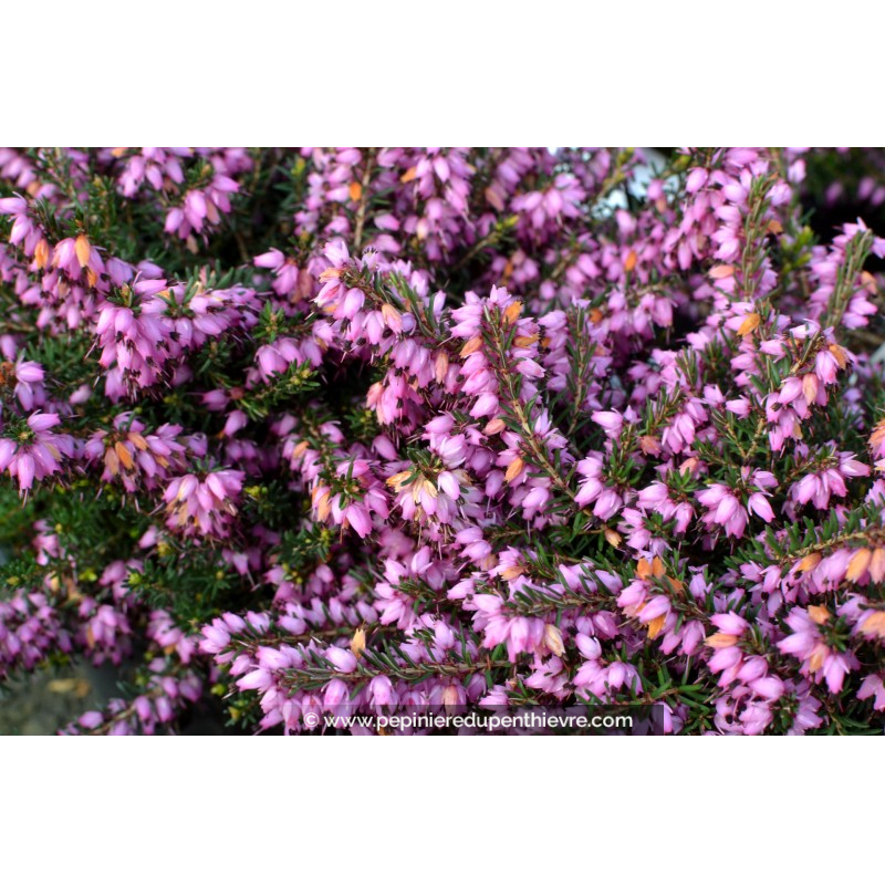 ERICA x darleyensis 'Furzey'