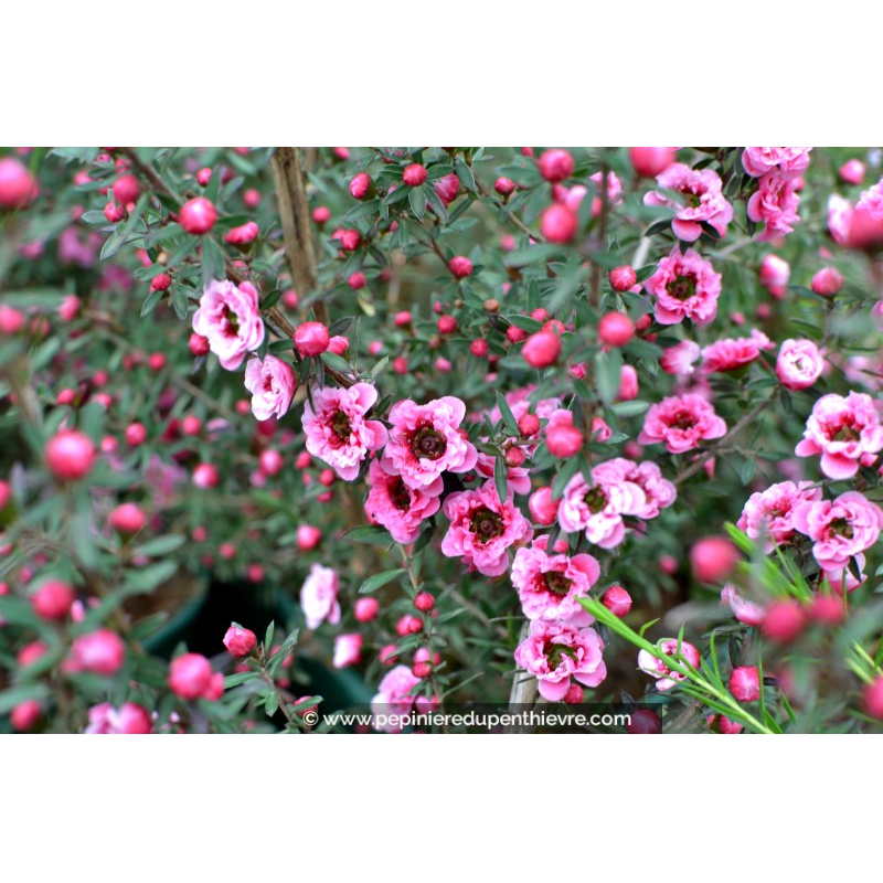LEPTOSPERMUM scoparium 'Winter Cheer'