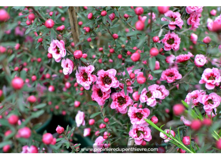 LEPTOSPERMUM scoparium 'Winter Cheer'