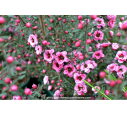 LEPTOSPERMUM scoparium 'Winter Cheer'