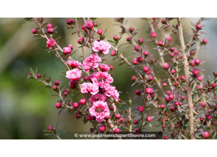 LEPTOSPERMUM scoparium 'Winter Cheer'