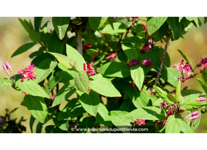 LONICERA tatarica 'Arnold Red'
