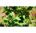 LONICERA tatarica 'Arnold Red'