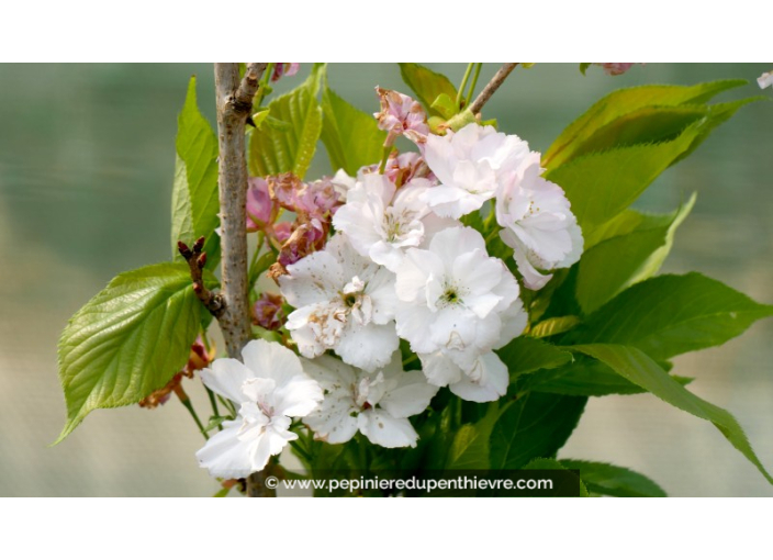 PRUNUS serrulata 'Amanogawa'