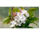 PRUNUS serrulata 'Amanogawa'
