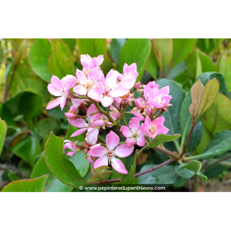 RHAPHIOLEPIS x delacourii 'Springtime'