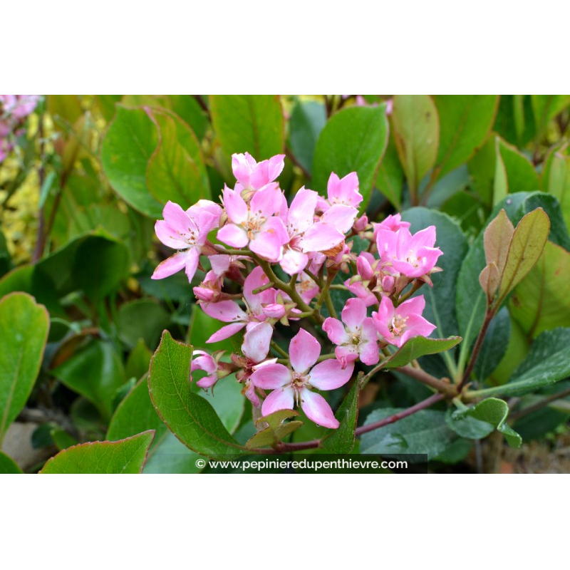 RHAPHIOLEPIS delacourii 'Springtime' rose - La Pépinière du Penthièvre ...
