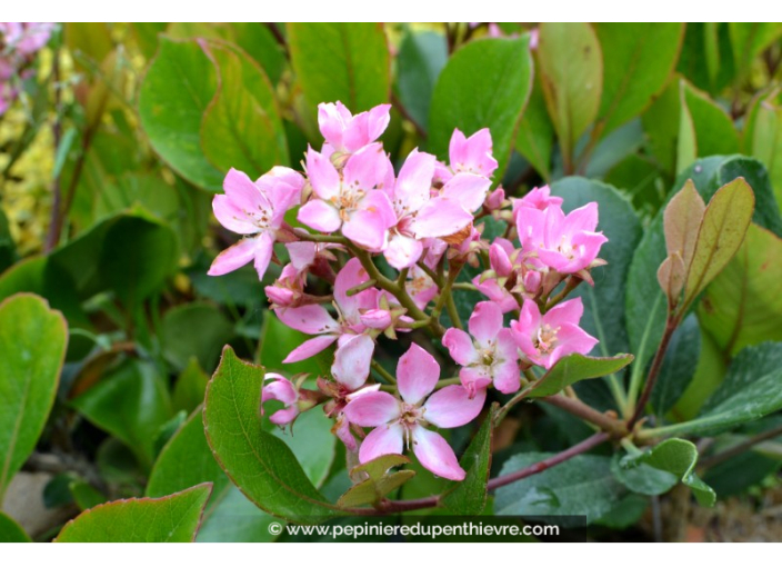 RHAPHIOLEPIS x delacourii 'Springtime'