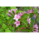 WEIGELA \'Stelzneri\'